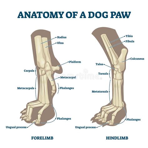 Implacable Algebraico digerir pata de perro anatomia Imaginación maximizar Tremendo