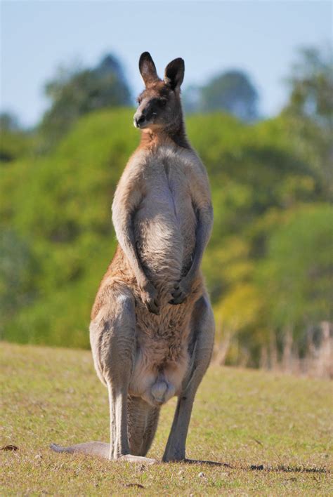 Large Male Eastern Grey Kangaroo in Brisbane