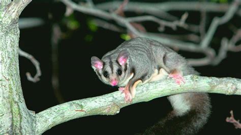 Lake Macquarie Council 'fails to protect' squirrel glider habitat | Newcastle Herald | Newcastle ...