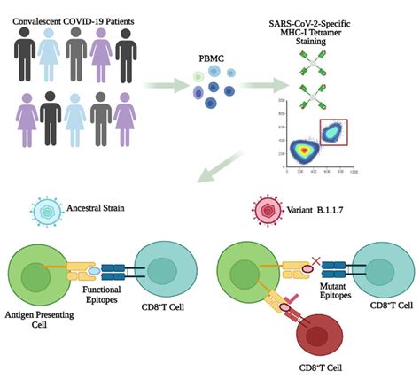 SARS-CoV-2 variant B.1.1.7 caused HLA-A2+ CD8+ T cell epitope mutations ...