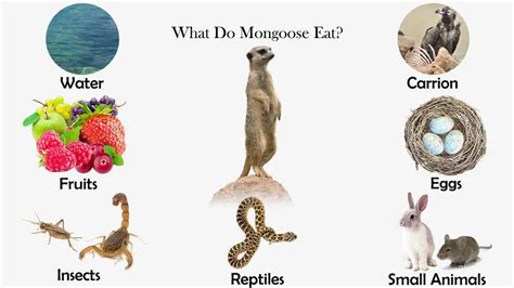 What Do Mongoose Eat? - Feeding Nature