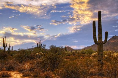 The Sonoran Desert Arizona Sunrise, Sunrise Sunset, Desert Sunset ...