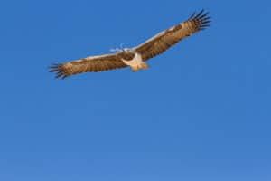 Martial Eagle – 14 Remarkable Facts About Africa’s Largest Eagle