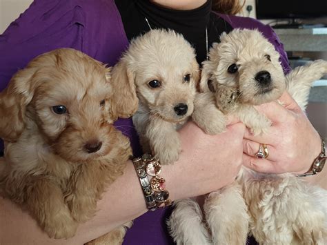 Miniature Labradoodle pups F3 For Sale Now! - PetDeals.co.uk