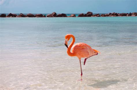 Ask Smithsonian: Why Do Flamingos Stand on One Leg? | Smithsonian