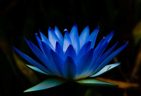 Blue Water Lily: The National Flower of Sri Lanka | National Flowers by ...