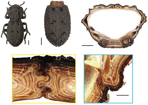 X-rays reveal architectural clues to the crush-resistance of diabolical ...