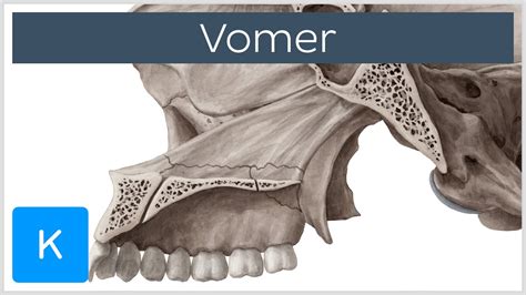 Vomer Bone - Definition & Location - Human Anatomy | Kenhub - YouTube