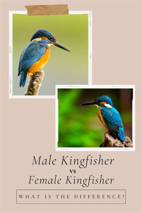 male kingfisher vs female kingfisher what is the difference?