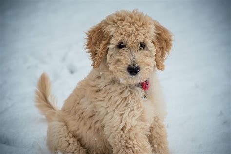 Are Bichon Poodles Hypoallergenic