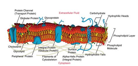 2.6: Membrane Proteins - Biology LibreTexts