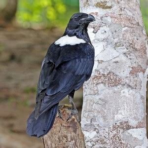 Pied Crow - Facts, Diet, Habitat & Pictures on Animalia.bio