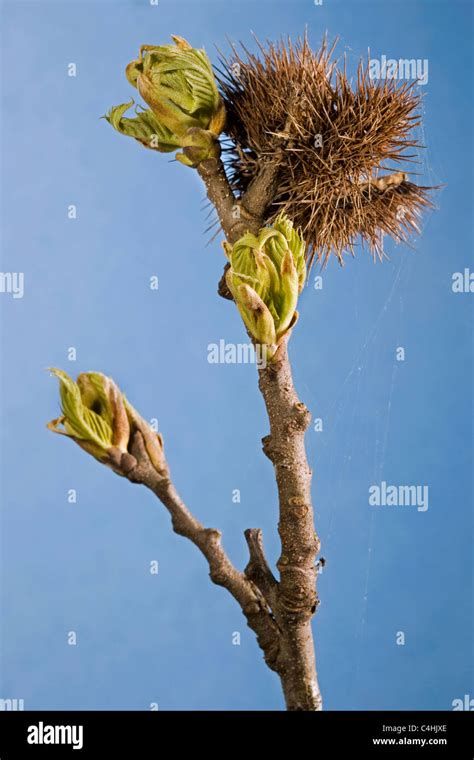 Sweet Chestnut / Marron (Castanea sativa) buds with leaves emerging and ...