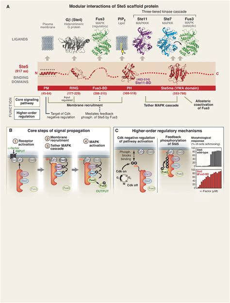 Scaffold Proteins: Hubs for Controlling the Flow of Cellular Information | Science