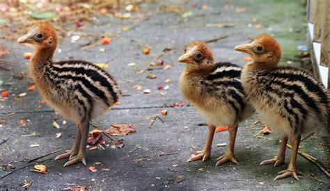 Three cassowary chicks hatch at the Virginia Zoo