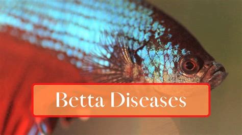 Common Betta Fish Illnesses And Diseases: A Comprehensive Guide - FishTanko