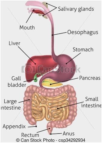 DIGESTION AND ABSORPTION Diagram | Quizlet