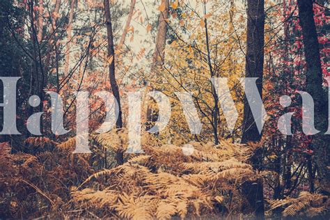 Forest Autumn Trees wallpaper - Happywall