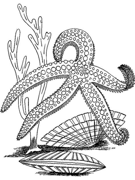 Starfish Cartoon Coloring Coloring Pages