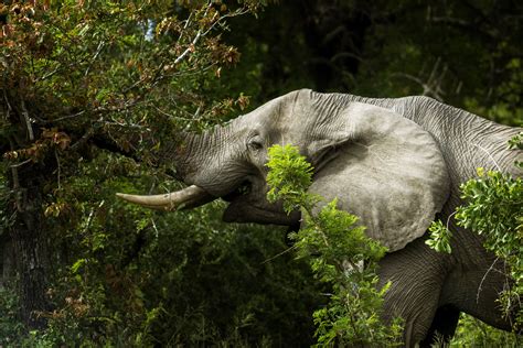 Africa's elephants now endangered by poaching, habitat loss