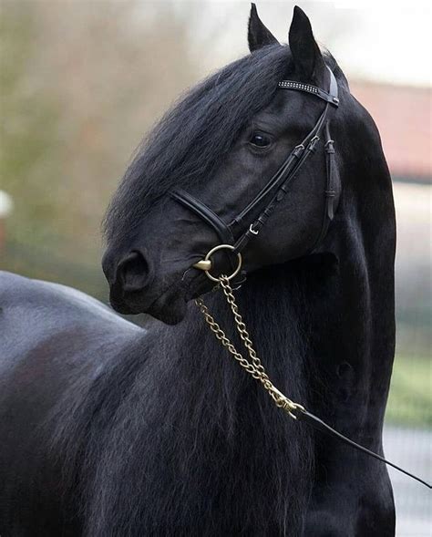 Friesian Horse | Friesian horse, Black horses, Beautiful horses