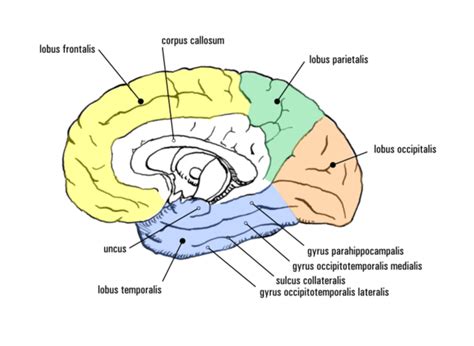 Sljepoočni moždani režanj - Wikipedia