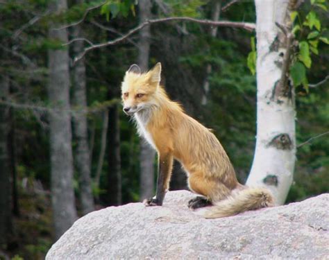 Red Fox Habitat