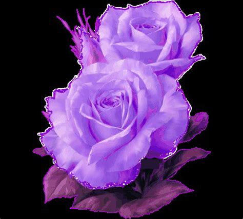 Animated Purple Roses