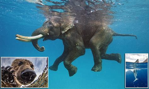 Underwater pictures show elephant get in the swim | Daily Mail Online