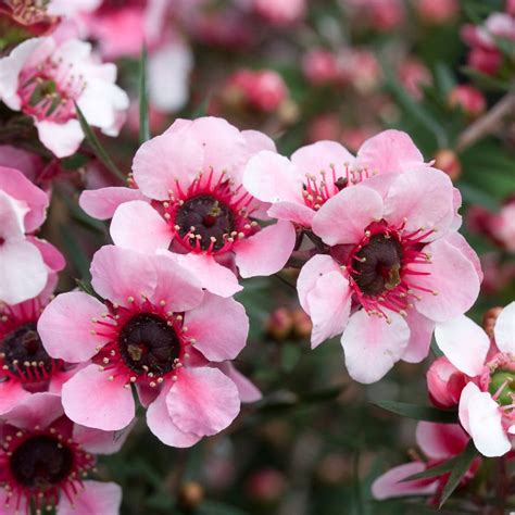 Leptospermum scoparium 'Coral Candy' - Beechmount Garden Centre