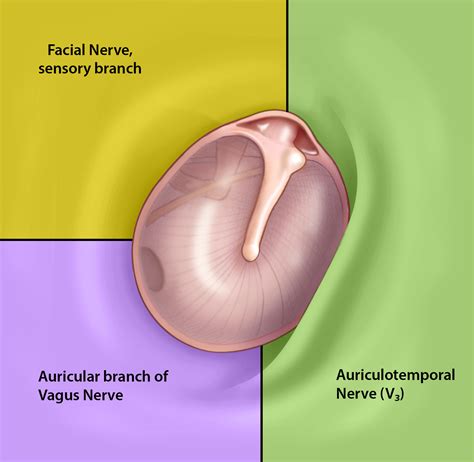 Surgical Anatomy of the Ear – Oto Surgery Atlas
