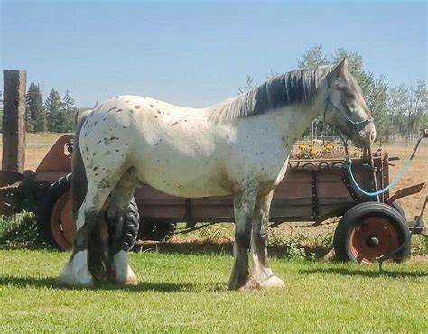 DUN Lp stallion at stud