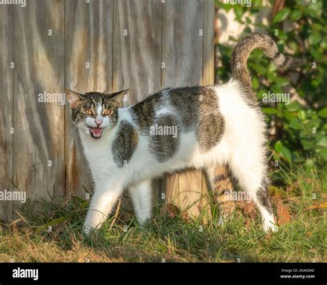 calico barn cat calling out Stock Photo - Alamy