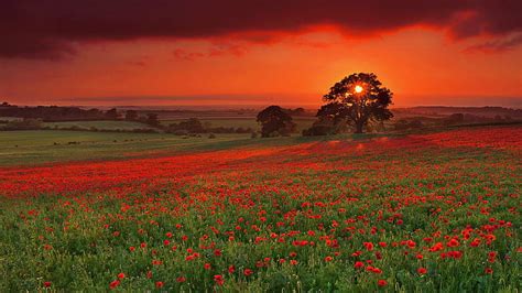 HD wallpaper: Poppy Red Sunset, red petaled flower field wallpaper, meadow | Wallpaper Flare
