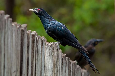 Common Koel | One of the birds for which the experts can't a… | Flickr