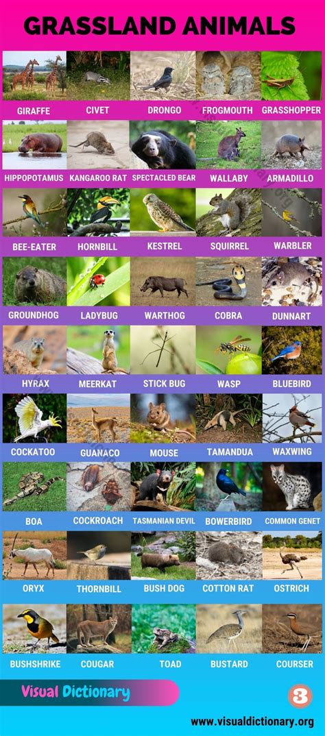 the poster shows different kinds of animals