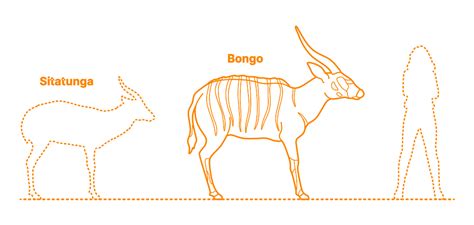 Bongo (Tragelaphus eurycerus) Dimensions & Drawings | Dimensions.com