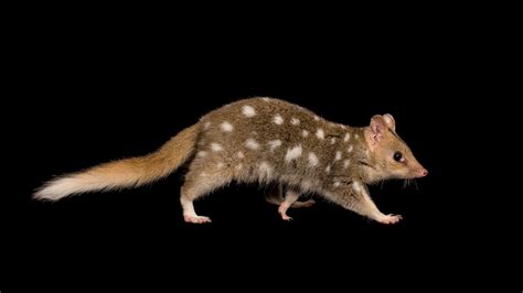 #ThreatenedThursday: Eastern Quoll | The Foundation for Australia's Most Endangered Species (FAME)