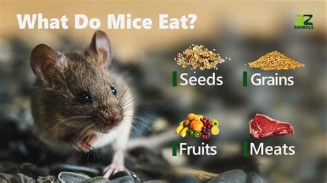 What Do Mice Eat? - A-Z Animals