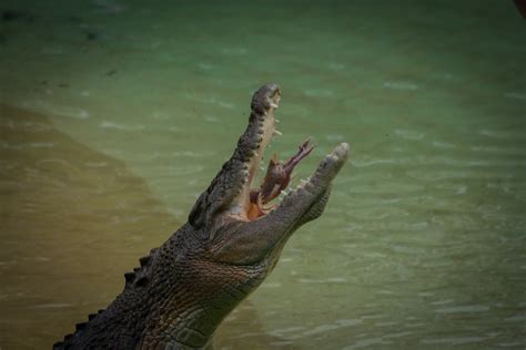 crocodile snapping a chicken | Tobias Begemann | Flickr