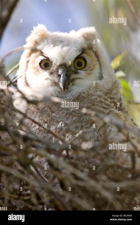 Great Horned Owl Babies Owlets in Nest Stock Photo - Alamy