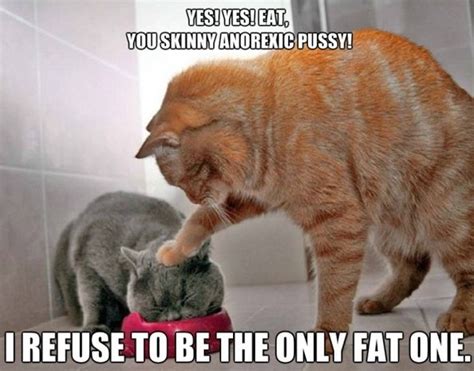 20 Cat Memes – FunnyFoto - Page 5