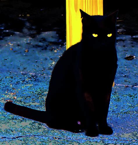 Black Cat Yellow Eyes Photograph by Gina O'Brien - Fine Art America