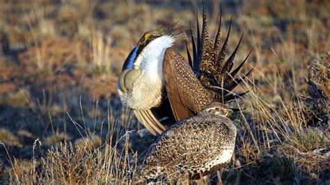 Wildlife of the Owyhee Canyonlands