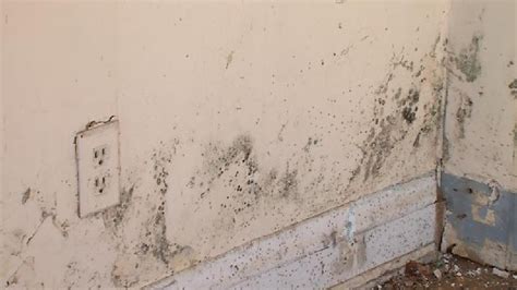 Mold posing health threat to flood victims | WCHS