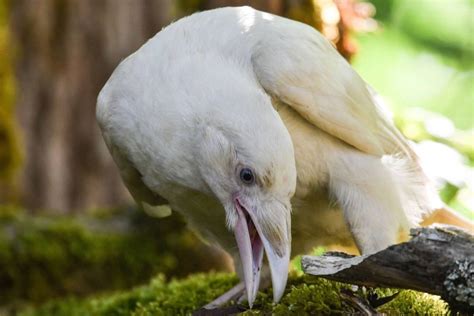 Sightings of Rare White Ravens with Blue Eyes on Vancouver Island : r/crows