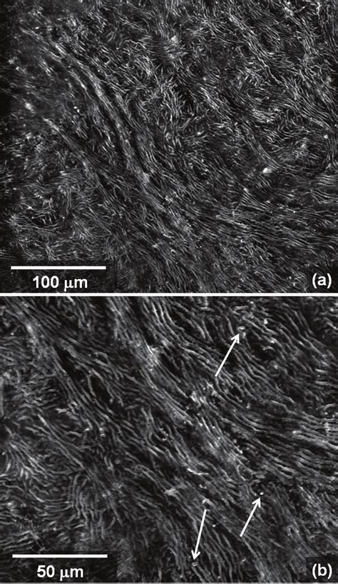 Scanning electron micrograph of (A) adaxial leaf surface showing ...