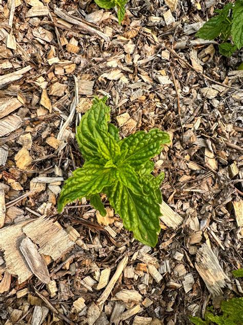 How To Harvest Mint For Best Results | Boreal Bloom Homestead