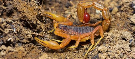 The Deadly Indian Red Scorpion | Critter Science