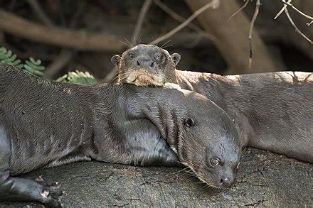 Nutria gigante - Giant otter - abcdef.wiki